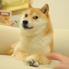 2015/4/5 ペットの王国ワンだランド感想 流し目の写真で世界的に有名な柴犬かぼす