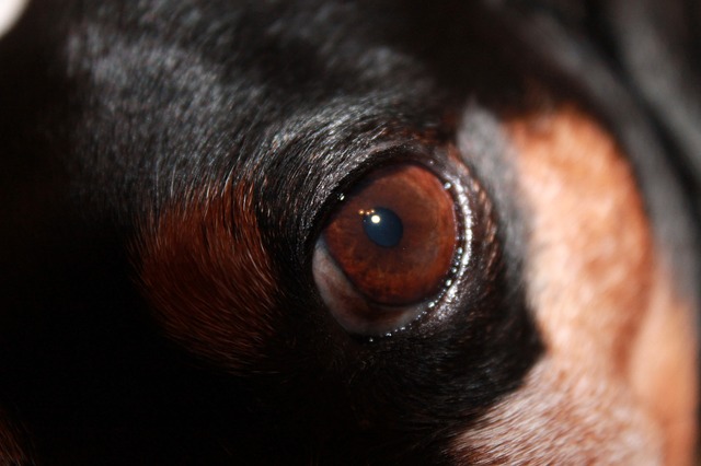 犬の眼疾患 角膜炎とは 目の表面が白濁しているときは特に注意 原因や症状と予防 治療方法 犬の飼い方 しつけ方大百科