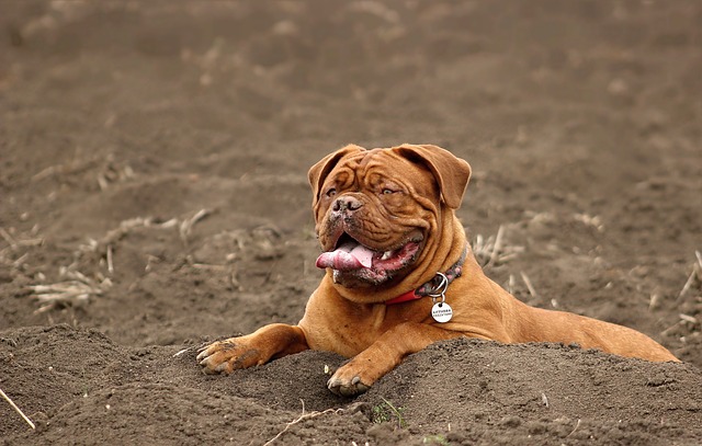 土の上でフセをする犬