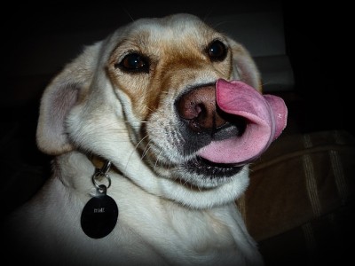 犬の大きな舌