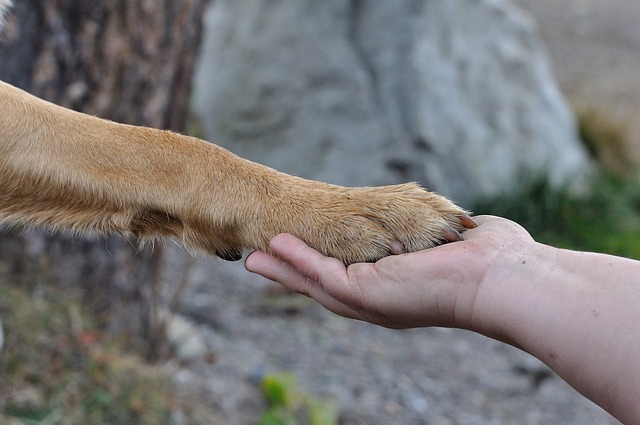 犬の手と人間の手