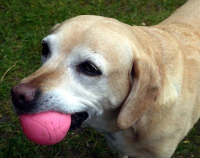 ボールを持ってきた犬