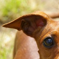 犬の耳