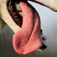 犬の舌の画像