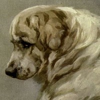 犬の横顔のイラスト